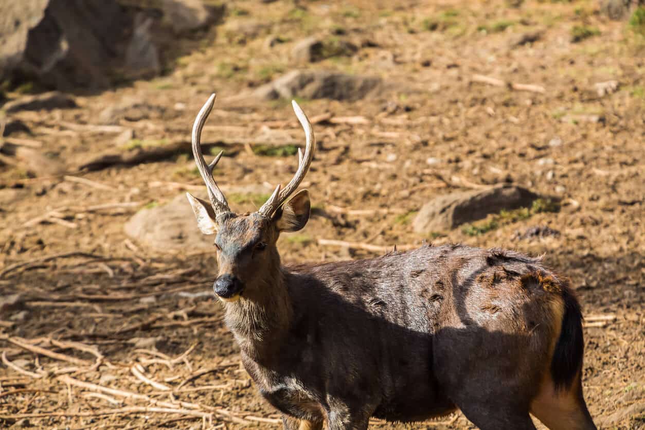 皇家羚牛保護區 Motithang Takin Preserve