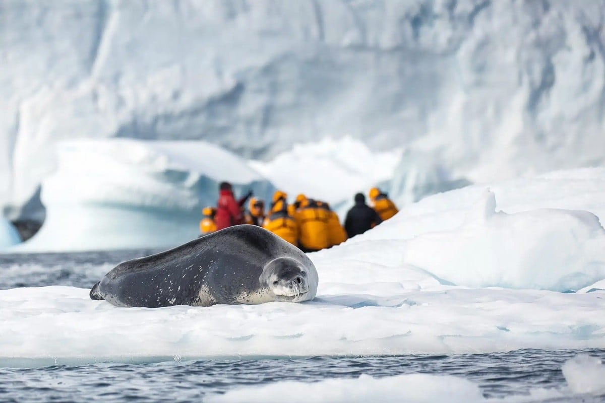 觀賞豹斑海豹觀賞豹斑海豹