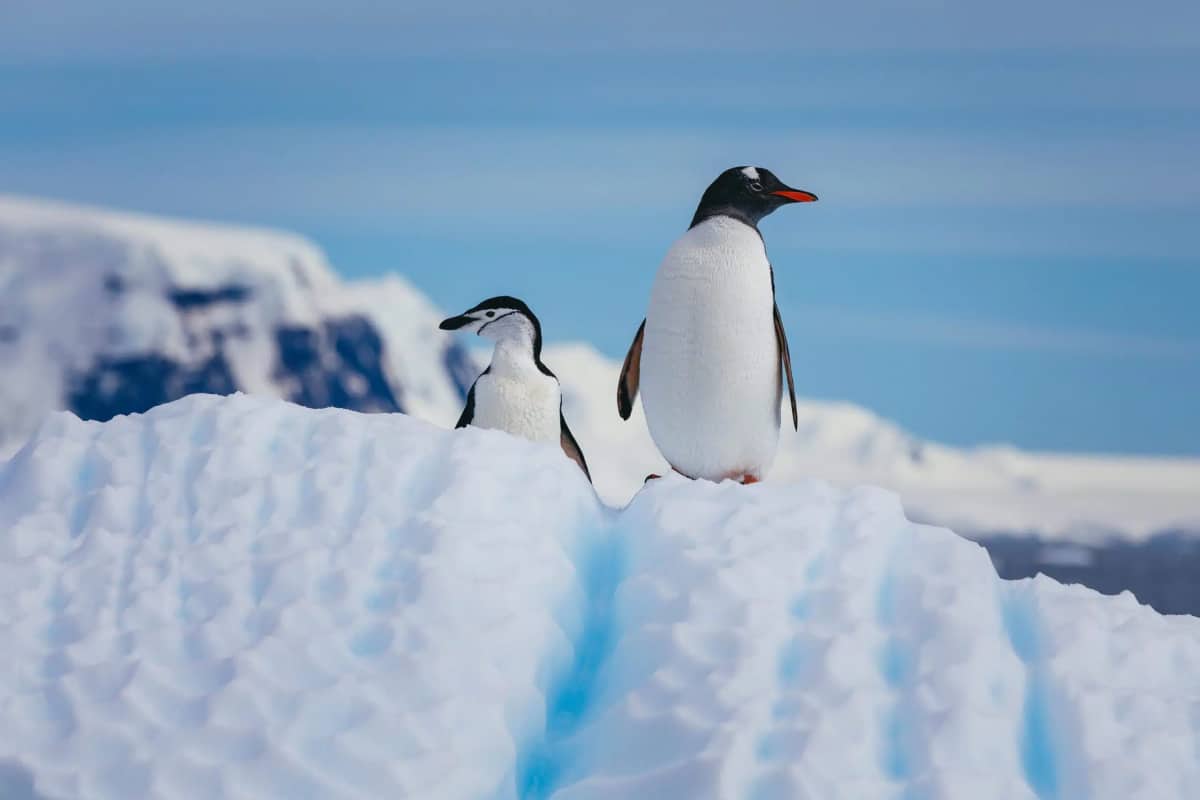 觀賞南極企鵝及巴布亞企鵝