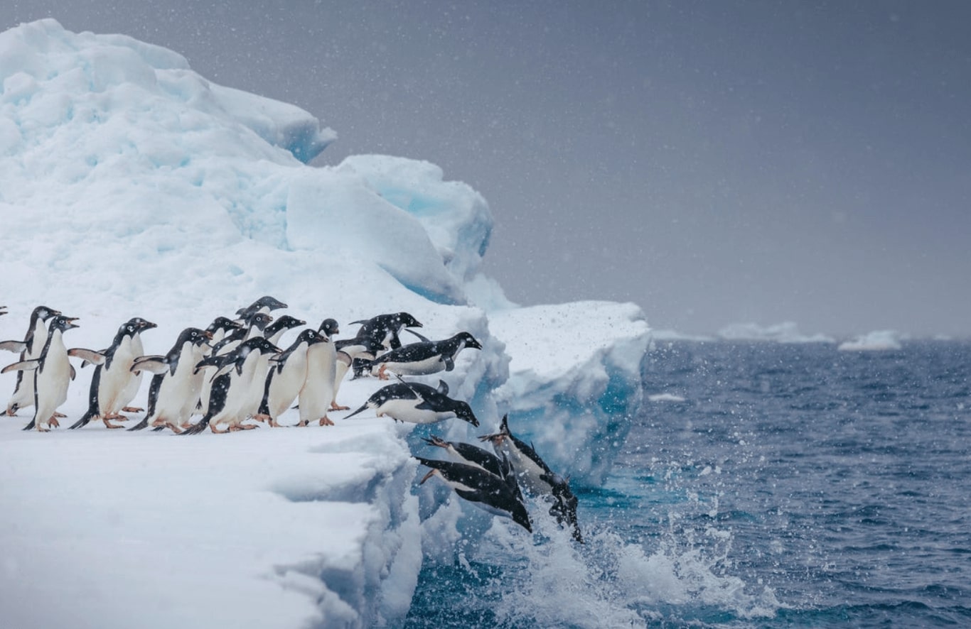 到訪南昔得蘭群島及南極半島 South Shetland Islands & Antarctic Peninsula