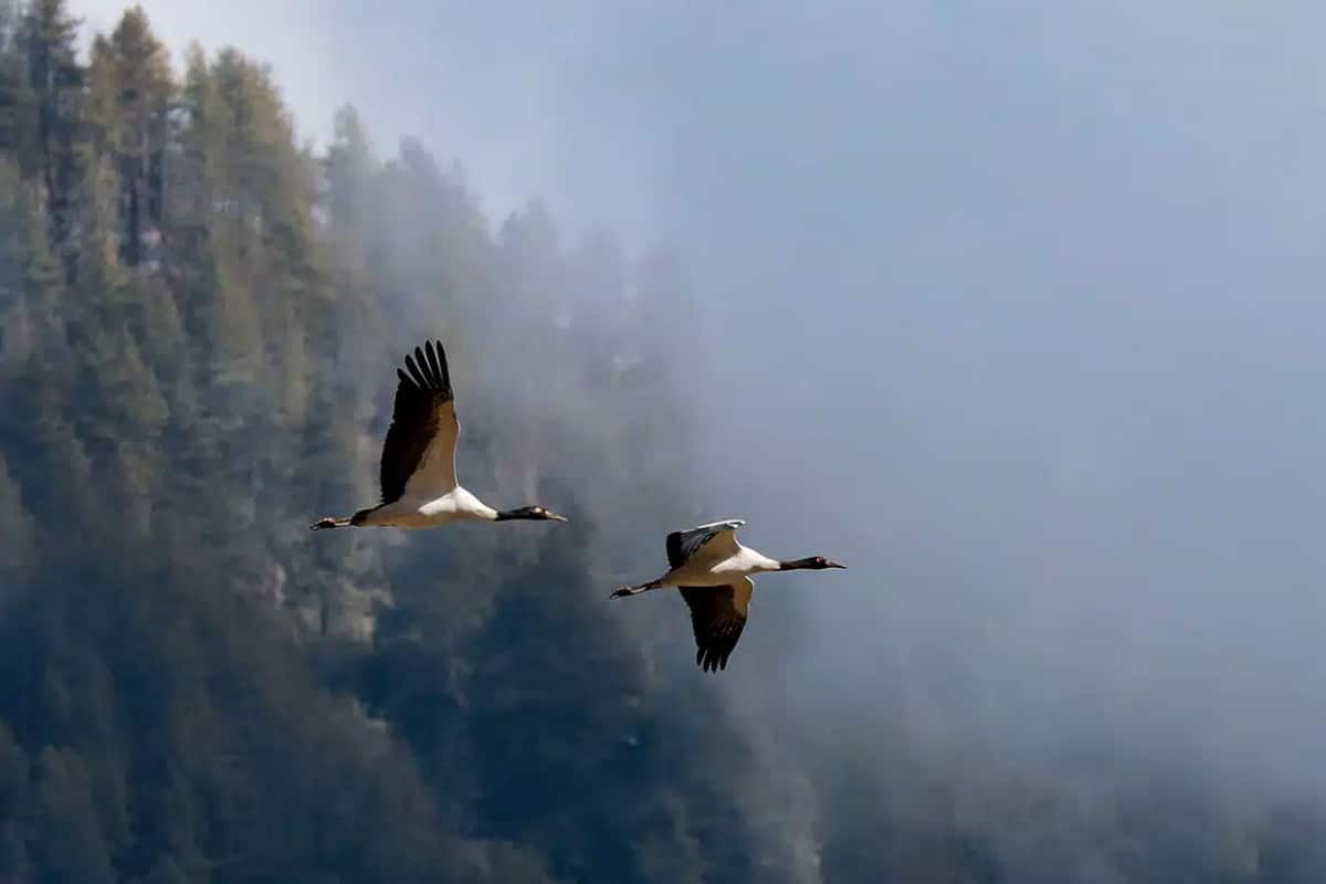 一年一度的黑頸鶴節，象徵和平與豐收