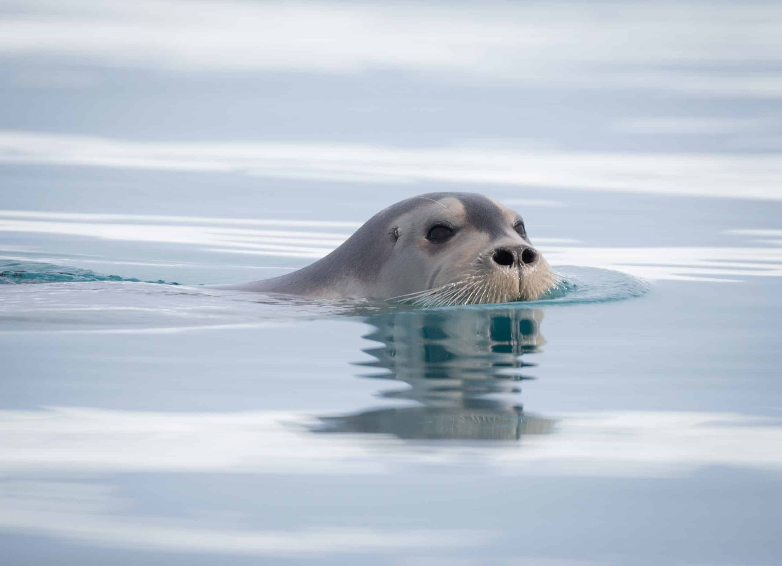 船上團隊將介紹北極的歷史、生態與野生動物，並協助尋找海鳥與鯨魚的蹤跡